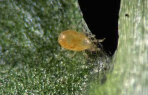 Amblyseius-Californicus-growmart