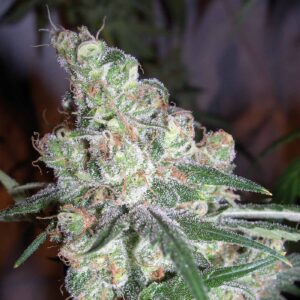 Chocolope-
