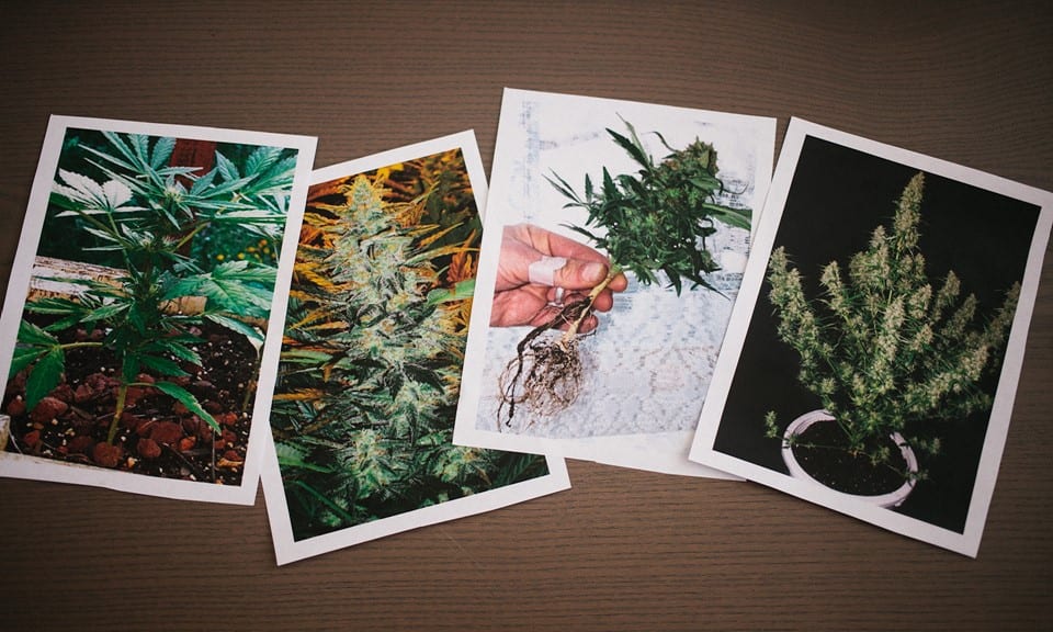 Co je Cannabis Ruderalis?