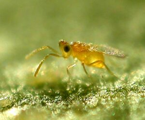 Eretmocerus-mundus-growmart