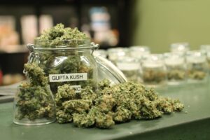 Gupta_Kush_Helping_Hands_Herbals_7