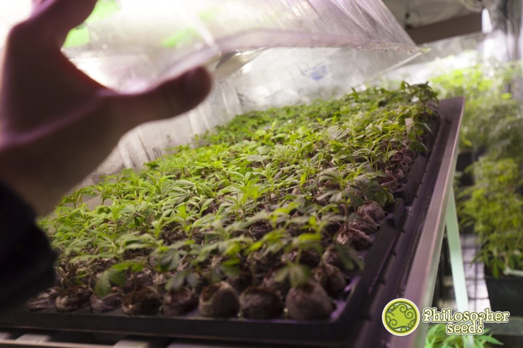 Jak správně naklonovat konopí