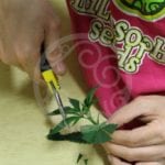 Jak správně naklonovat konopí