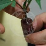 Jak správně naklonovat konopí