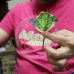 Jak správně naklonovat konopí