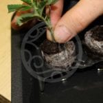 Jak správně naklonovat konopí