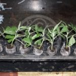 Jak správně naklonovat konopí