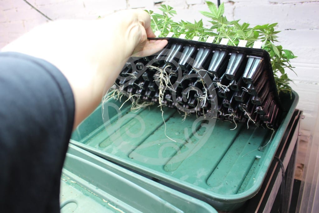 Jak správně naklonovat konopí