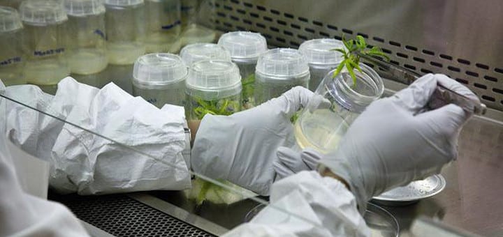 NIDA-marijuana-research