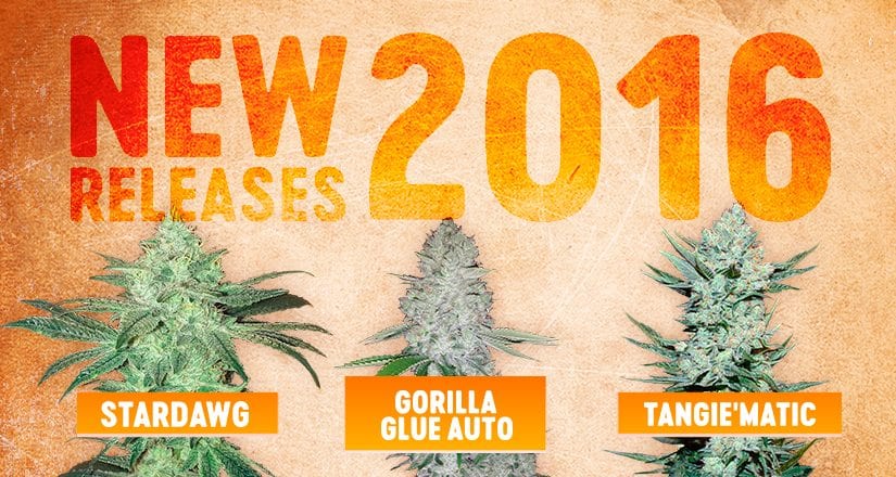 Novinka na Growmartu: Seedbanka FastBuds
