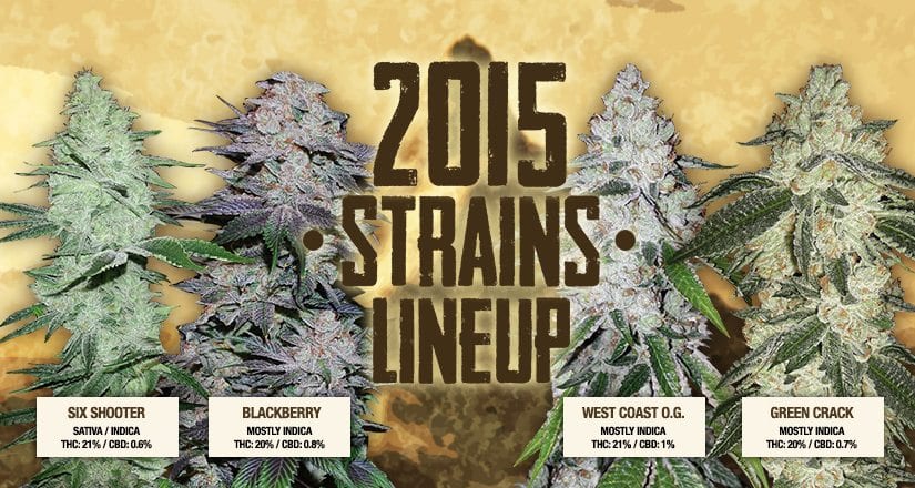 Novinka na Growmartu: Seedbanka FastBuds