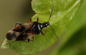 Orius-laevigatus-growmart