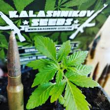 Představení SeedBanky Kalashnikov Seeds