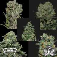 Představení SeedBanky Kalashnikov Seeds