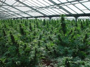 rostliny-konopí-growshop-growmart