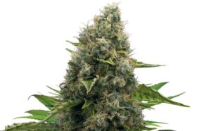 White_widow