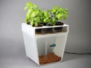 akvaponie-ukazka-growmart