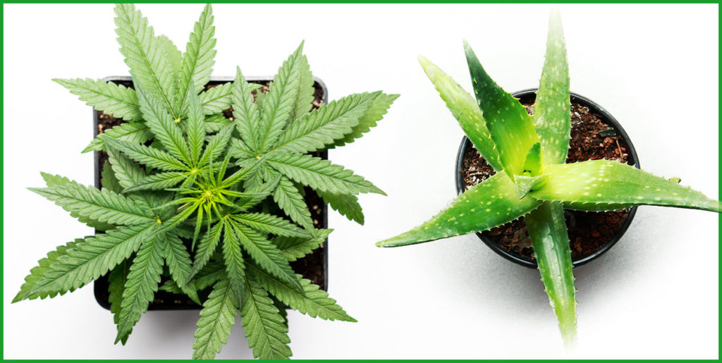 Aloe Vera a konopí