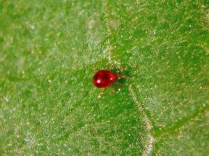 amblysieus-degenerans-growmart