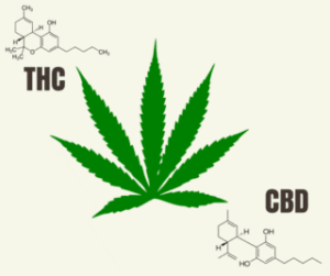 THC a CBD