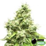 bomb-seeds-female-medi-bomb-no-1-semena-konopi-growmart
