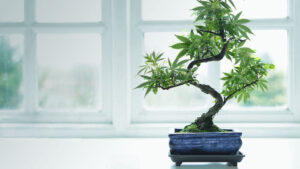 rostlina konopí ve stylu bonsai