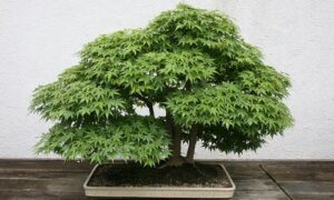 opravdu košatá bonsai