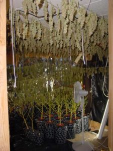 cannabis-harvested