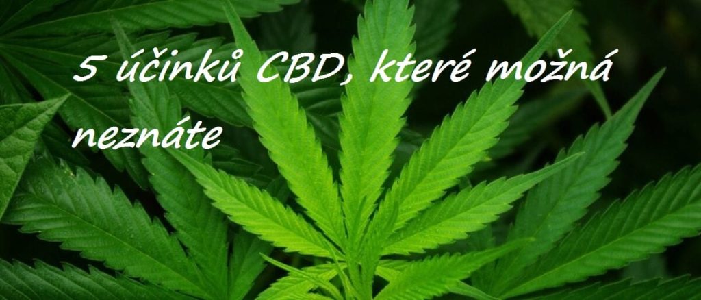 5 zajímavostí o CBD