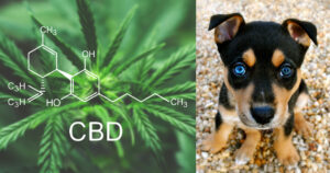 CBD a léčba jaterních problémů u psů
