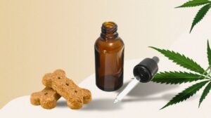 CBD a léčba jaterních problémů u psů
