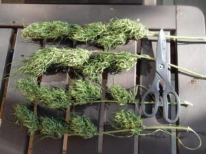 cerstve-palice-pred-susenim-nezastrihane-growmart