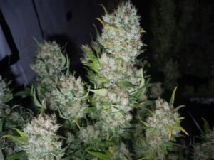 critical-mass-growshop-growmart