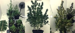 postup defoliace