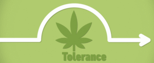 tolerance na marihuanu