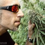 Franco Loja Green house seeds strain hunters