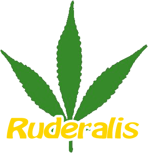 ruderali - konopí plané