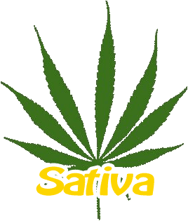 Konopí seté - Sativa