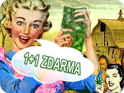 Semena konopí of Royal Queen v akci 1+1 ZDARMA !