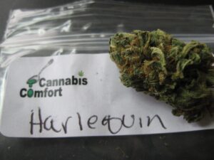 high-CBD-cannabis-Harlequin-growshop-growmart