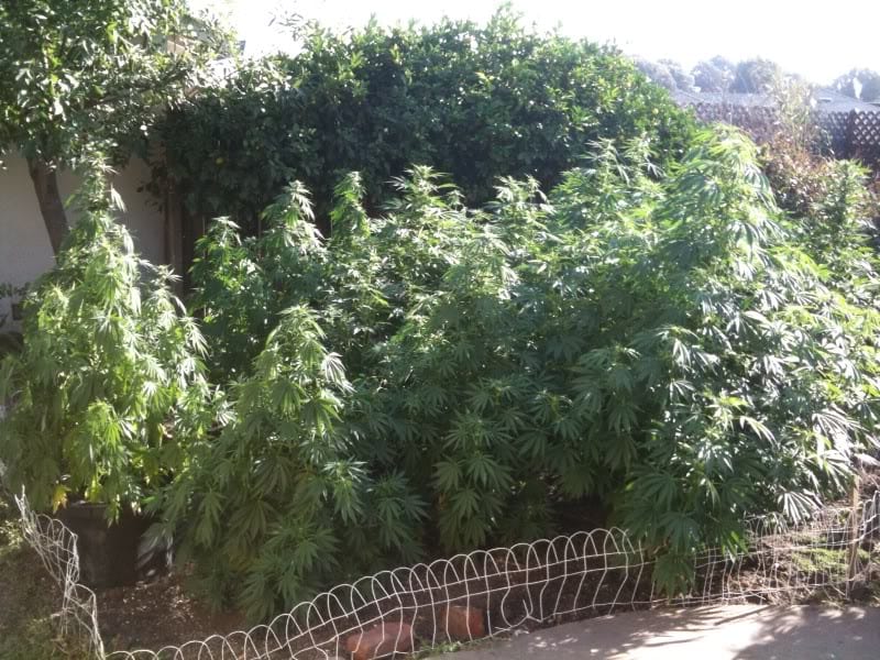 Hindu Kush - jedna z nejdůležitějších odrůd v konopné historii