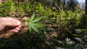 jak-na-pěstování-konopí-growshop-growmart