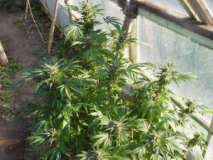 jak-na-pěstování-konopí-venku-growshop-growmart