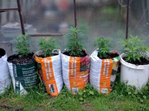 jak-nejlepe-pestovat-konopi-1