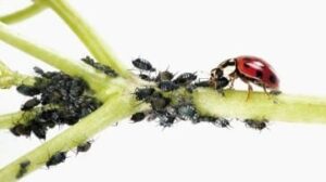 jak-nejlepe-pestovat-konopi-4