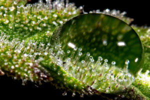 trichomy