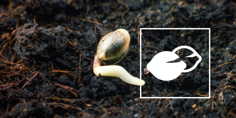 klíčení semínek konopí