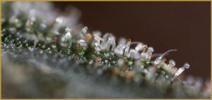 trichomy