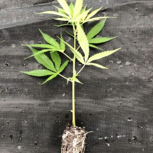 konopi regenerace planety