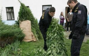 určení thc v konopí pro policii
